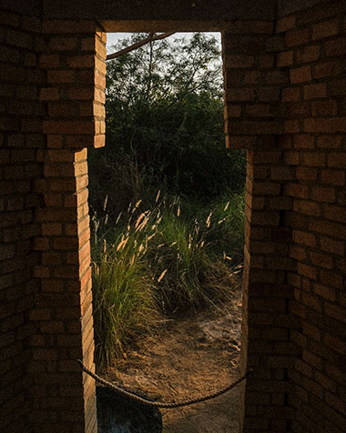 Majestic Redwood Giants